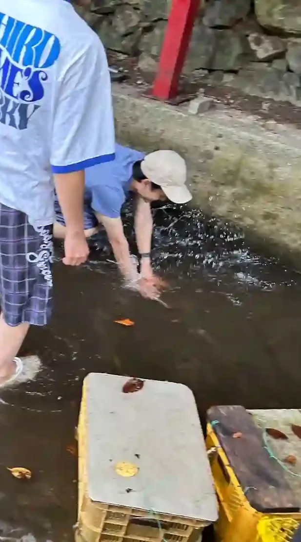 アユのつかみ取り風景